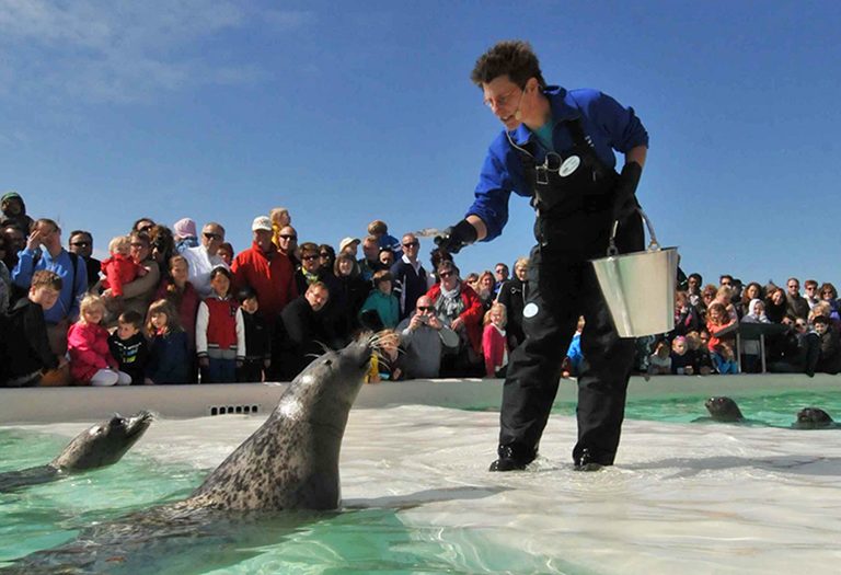 Voeren van zeehonden bij Ecomare