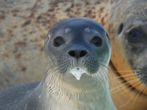 Jonge gewone zeehond met melkmuil