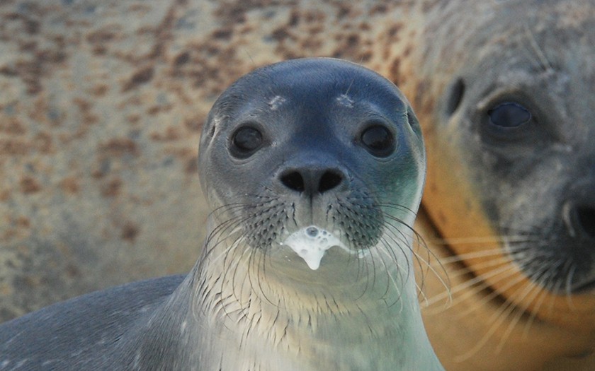 Jonge gewone zeehond met melkmuil