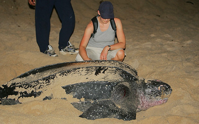 Lederschilpad op het strand (foto Leviathan)