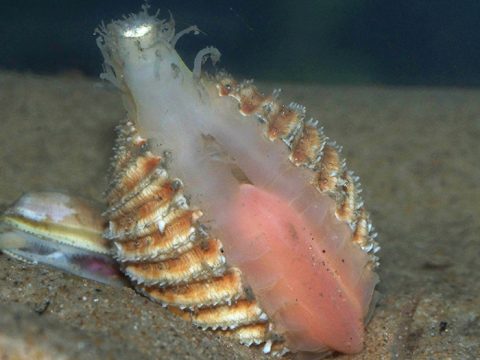 De gedoornde hartschelp (Foto Fitis, Sytske Dijksen)