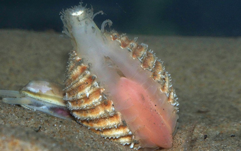 De gedoornde hartschelp (Foto Fitis, Sytske Dijksen)