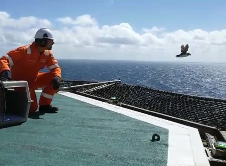 Papegaaiduiker uit opvang Ecomare terug naar zee