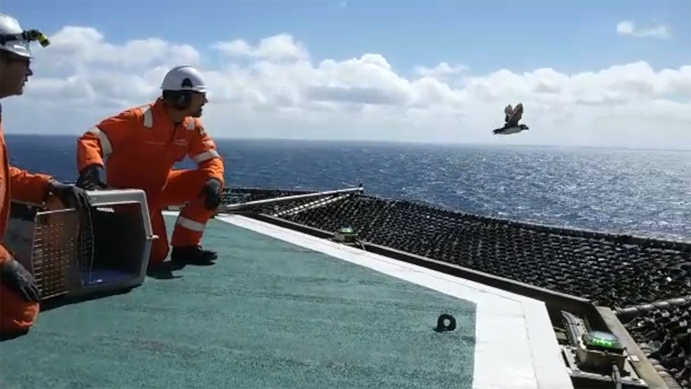 Papegaaiduiker uit opvang Ecomare terug naar zee