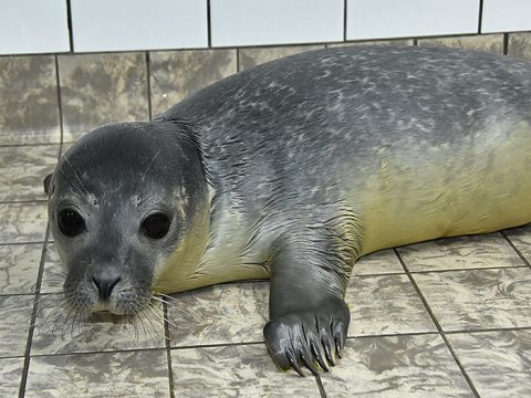 Huiler Lux, gewone zeehond