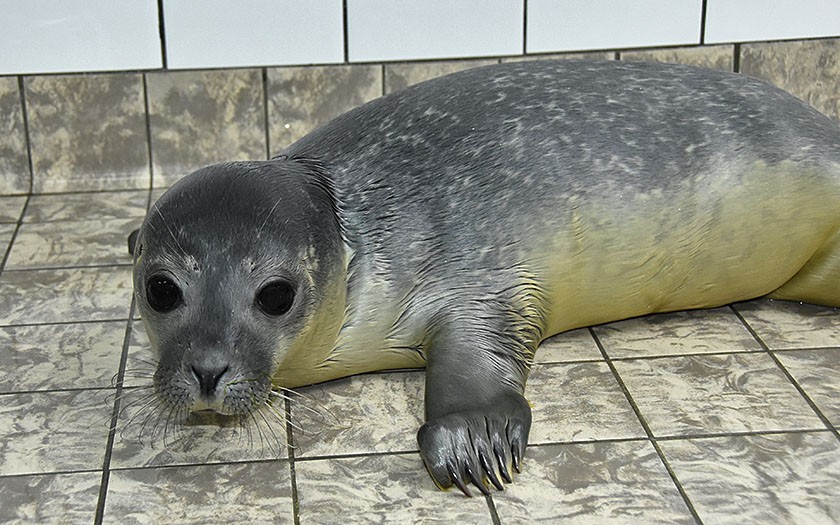 Huiler Lux, gewone zeehond