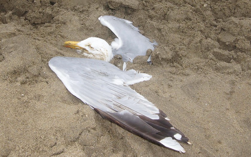 Deze meeuw in het zand kon gelukkig snel worden bevrijd (Foto Fitis, Sytske Dijksen)