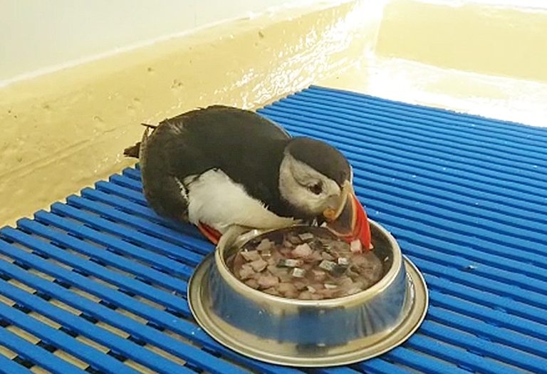 Etende papegaaiduiker in de vogelopvang bij Ecomare