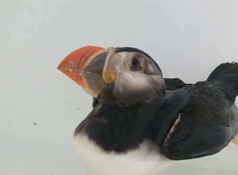 Zwemmende papegaaiduiker in de vogelopvang bij Ecomare