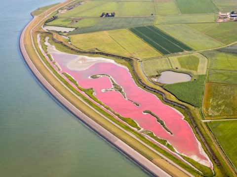 Het roze meer op Texel (foto Flying Focus)