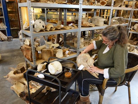 Vrijwilliger werkt aan walviscollectie van Adrie en Ineke Vonk