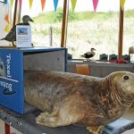 Opgezette zeehond bij Ecomare