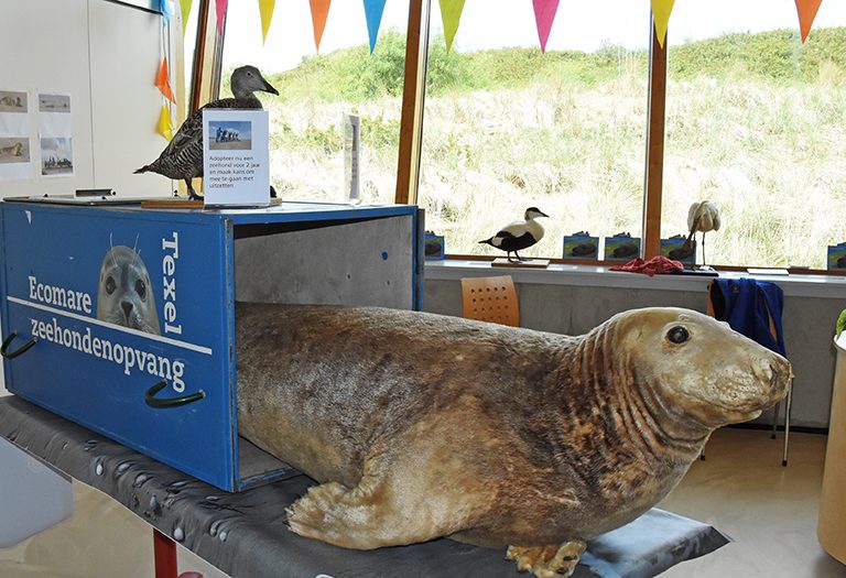 Opgezette zeehond bij Ecomare