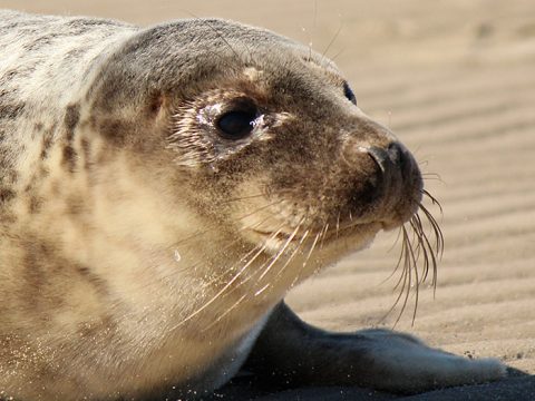 donder, de zeehond van sponsor raadhuis