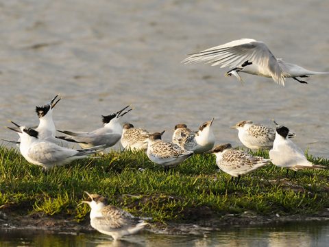 Stern brengt vis naar kuikens in de broedkolonie
