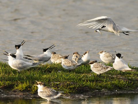 Stern brengt vis naar kuikens in de broedkolonie