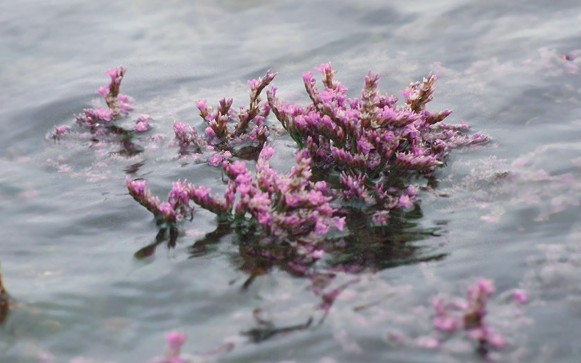 In de Slufter leven alleen planten die tegen zoutwater kunnen (Foto Fitis, Sytske Dijksen)