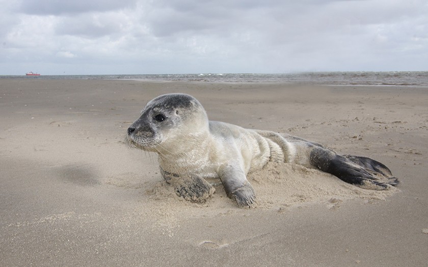 Zeehond Plurk op het strand