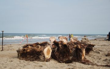 Wervels van de vinvis op het strand