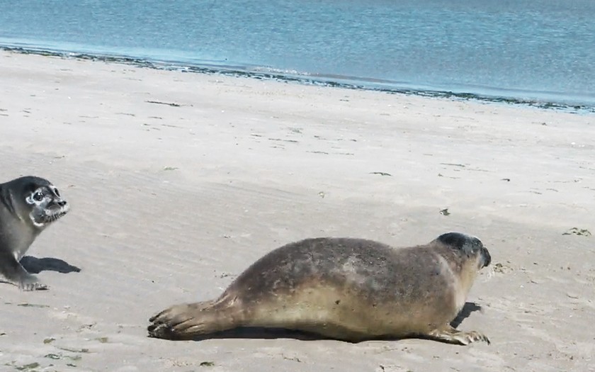 Zeehonden uit de opvang gezond en wel weer terug naar zee