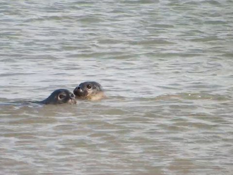 Zeehonden uit de opvang gezond en wel weer terug naar zee