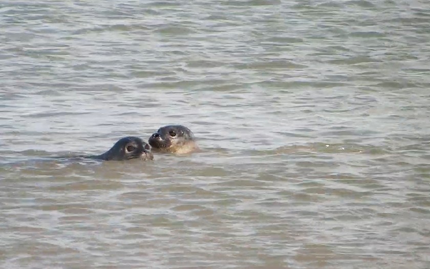 Zeehonden uit de opvang gezond en wel weer terug naar zee