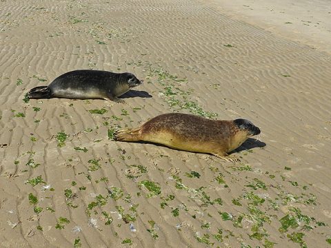 Gewone zeehonden Paula en René worden vrijgelaten