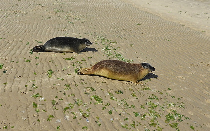 Gewone zeehonden Paula en René worden vrijgelaten