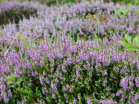 Heide op Texel