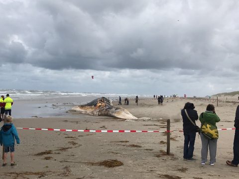 De dood aangespoelde vinvis op het strand