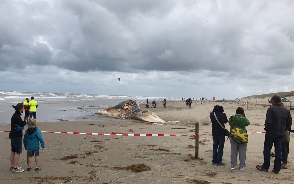 De dood aangespoelde vinvis op het strand