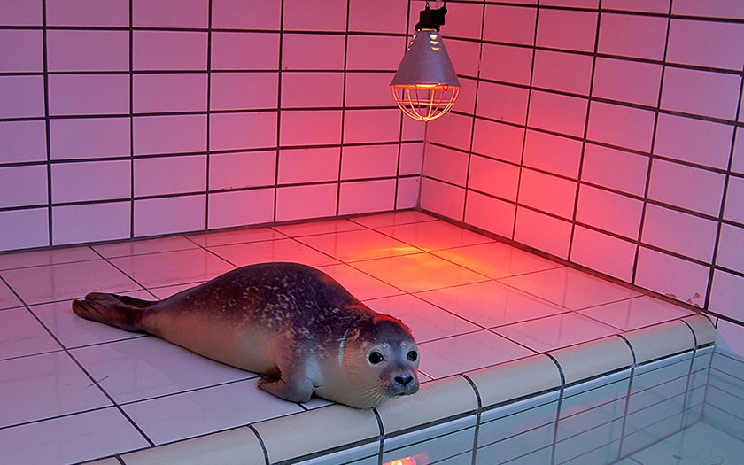 micro Geestig Goed Hoe houden onze opvangdieren zich op temperatuur? | Ecomare Texel