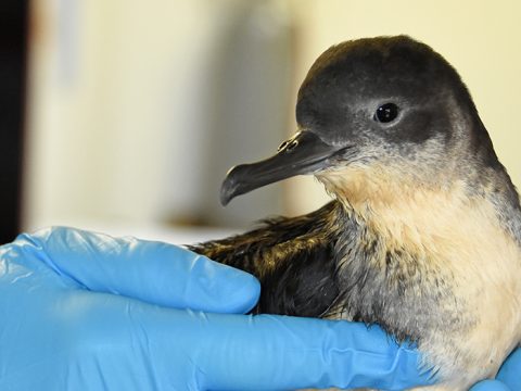 Noordse stormvogel in de opvang bij Ecomare