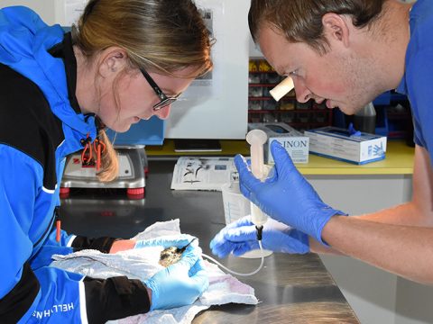 Noordse stormvogel in de opvang van Ecomare