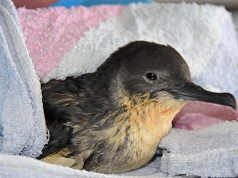 Noordse stormvogel in de opvang van Ecomare