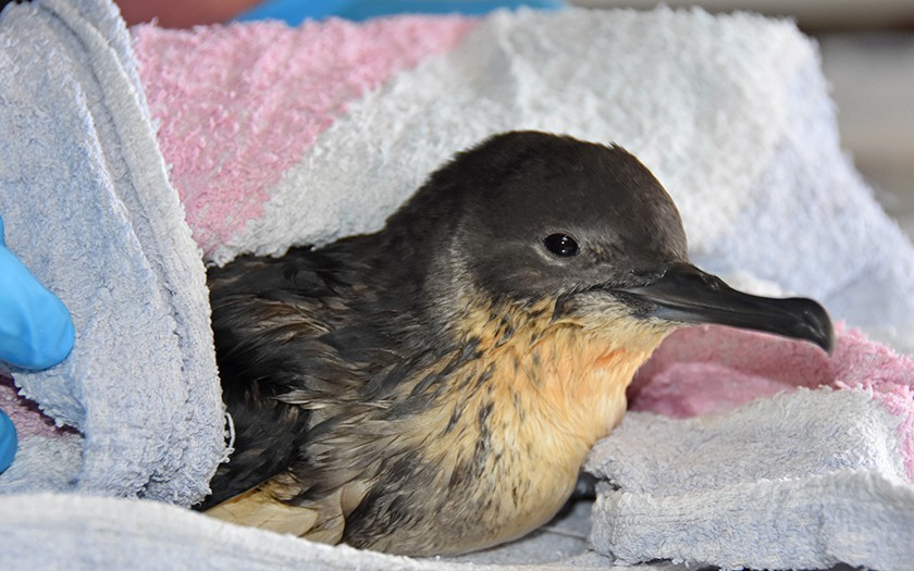 Noordse stormvogel in de opvang van Ecomare