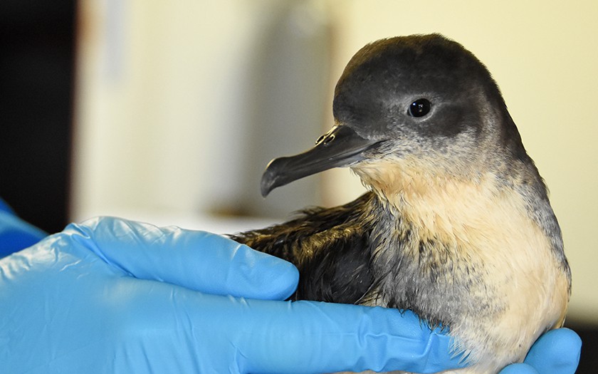 Noordse stormvogel in de opvang bij Ecomare