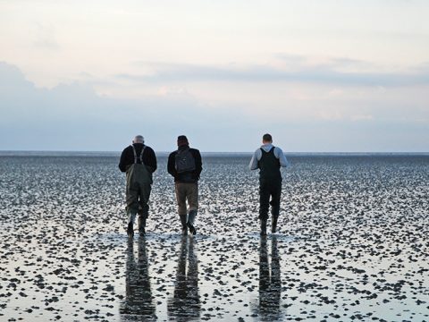 Wadlopers op het wad