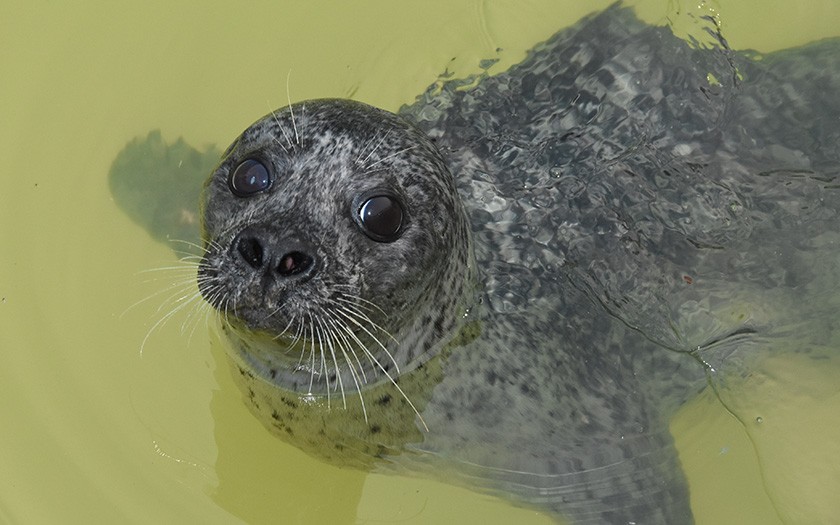 Zeehond zwemmend