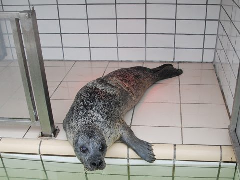 Volwassen gewone zeehond Balou in quarataineverblijf