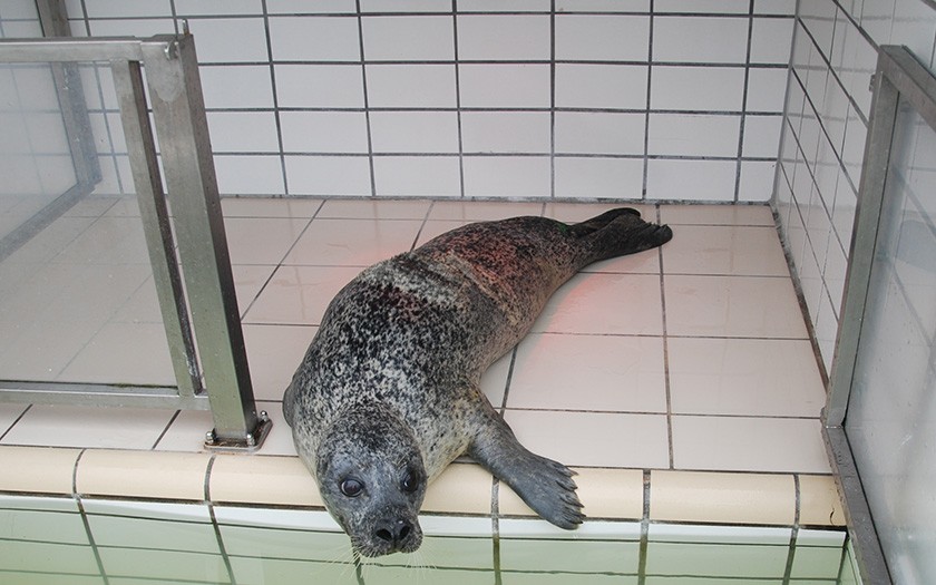 Volwassen gewone zeehond Balou in quarantaineverblijf