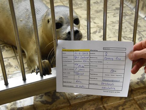 Ingevuld strandingsformulier wordt getoond bij de opvangzeehond waar het over gaat