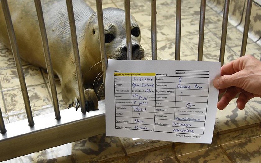 Ingevuld strandingsformulier wordt getoond bij de opvangzeehond waar het over gaat