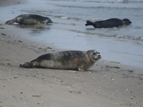 Zeehonden in de branding