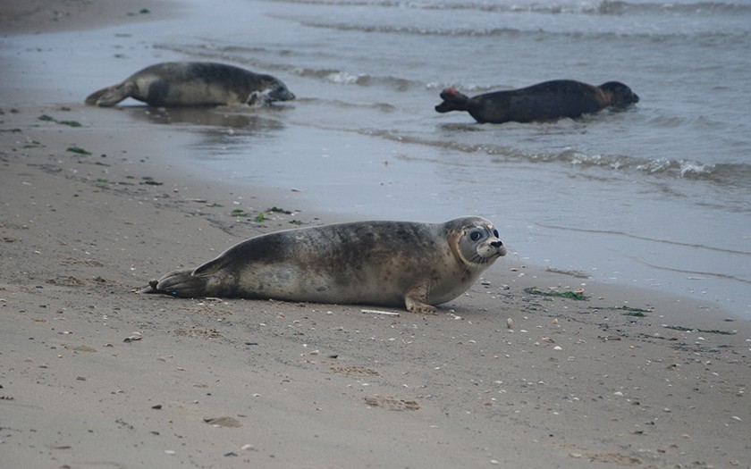 Zeehonden in de branding