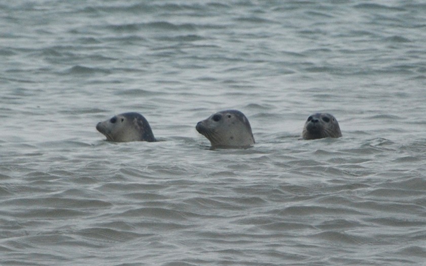 Zeehonden in zee