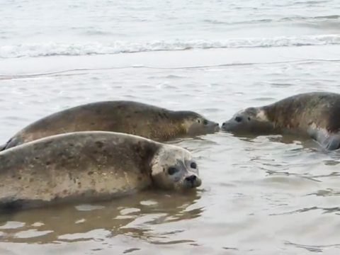 Zeehonden terug naar zee