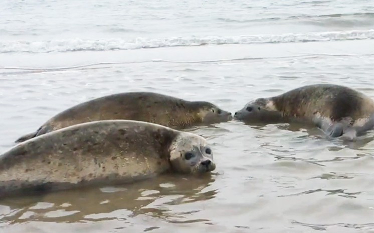 Zeehonden terug naar zee