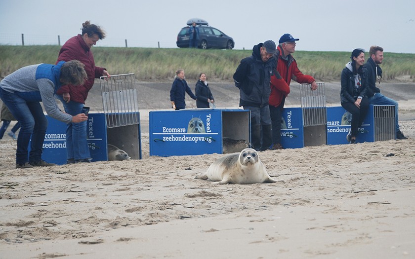 Zeehonden terug naar zee