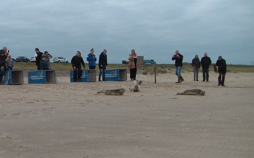 Zeehonden terug naar zee - Ecomare